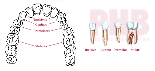Nombre+De+Los+Dientes+Humanos funciones de los dientes las funciones de los dientes son http www ...